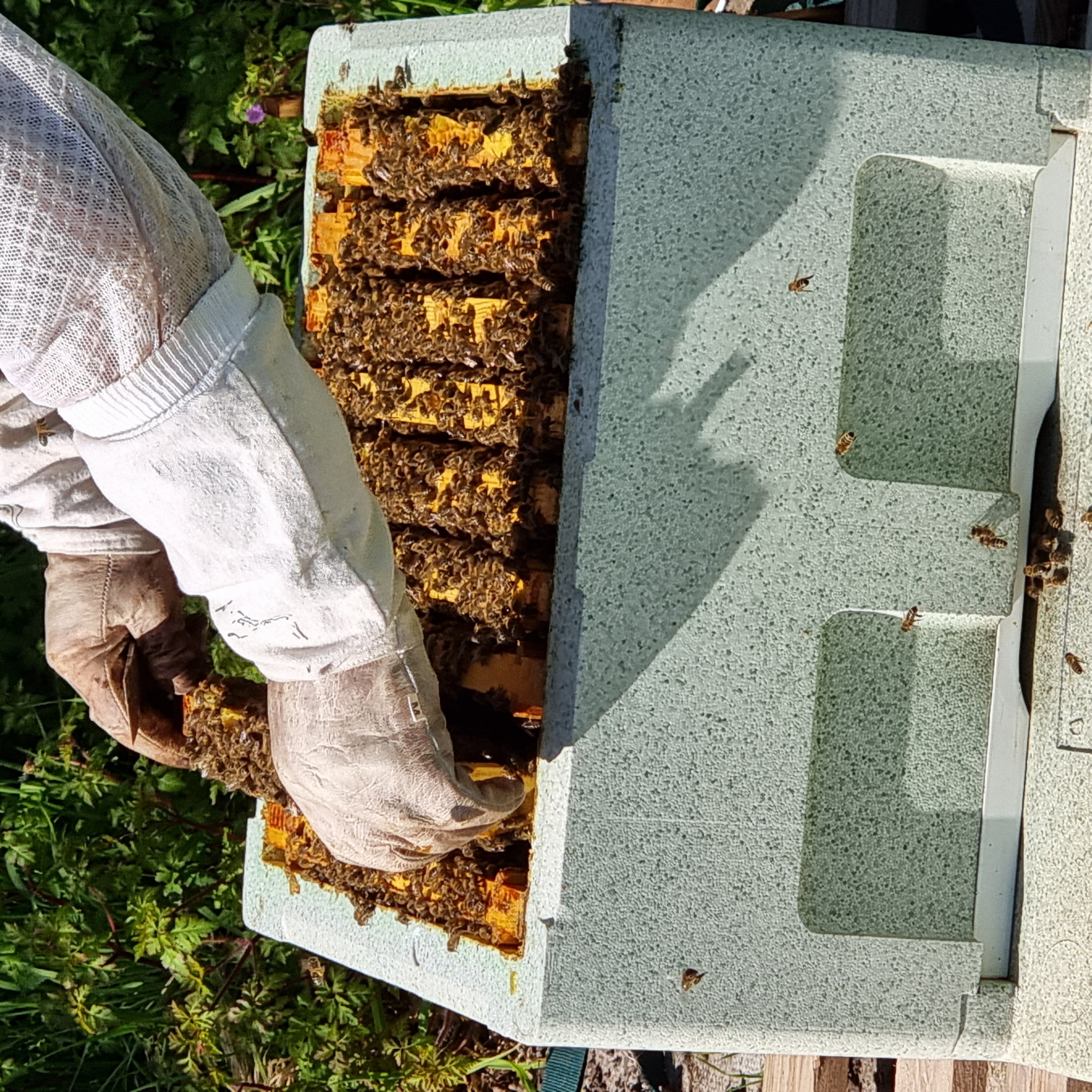 Langstroth and National Nucs