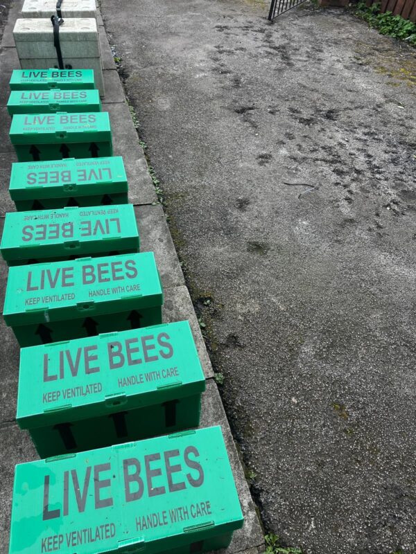 Langstroth and National Nucs