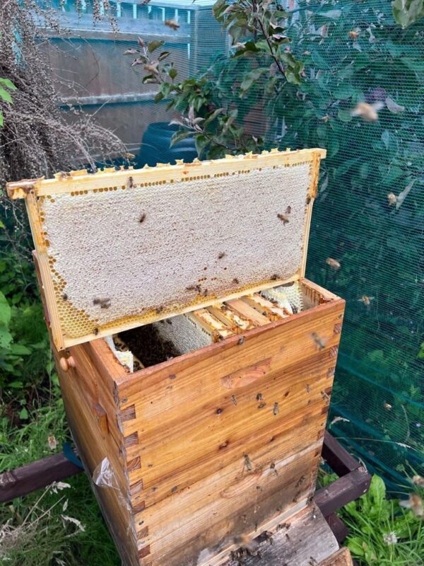 Langstroth and National Nucs - Image 6